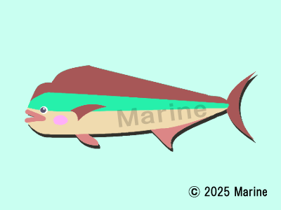 シイラのイラスト