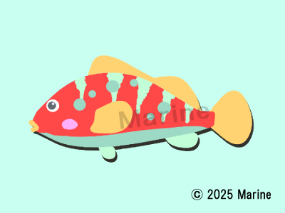 キジハタのイラスト