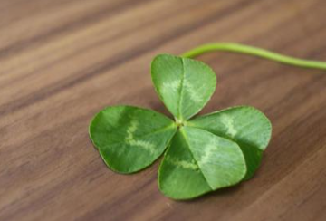 四つ葉のクローバー
